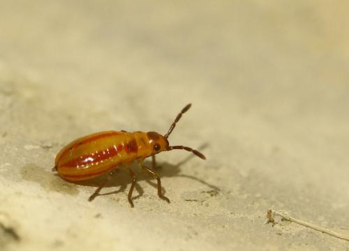 Melanocoryphus albomaculatus